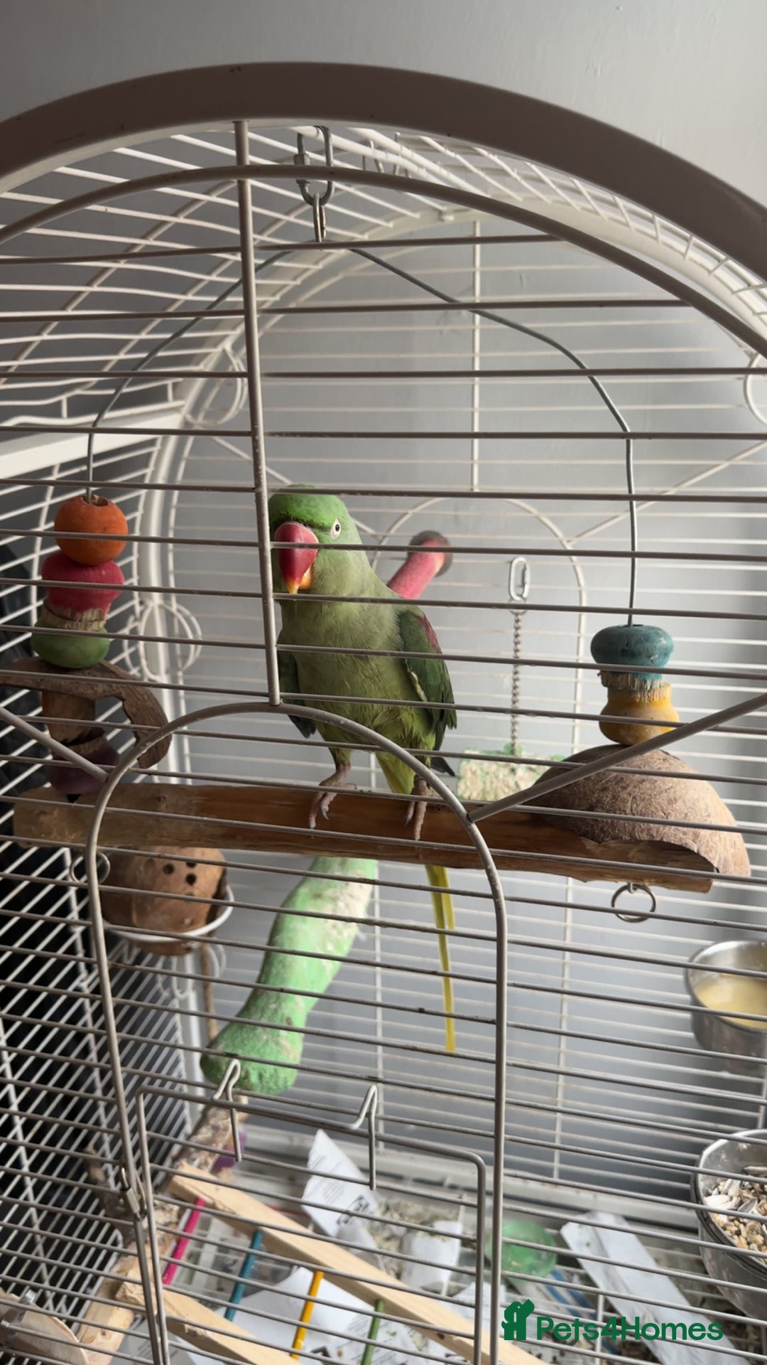 Parrots birds for sale: Amazonian parrot - Image 4