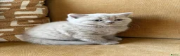 British Shorthair cats for sale: Best Quality Clasic BSH LILAC KITTENS - Advert 17