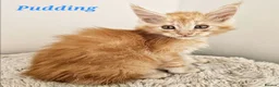 Maine Coon cats for sale: Stunning Maine Coon kittens  - Advert 2