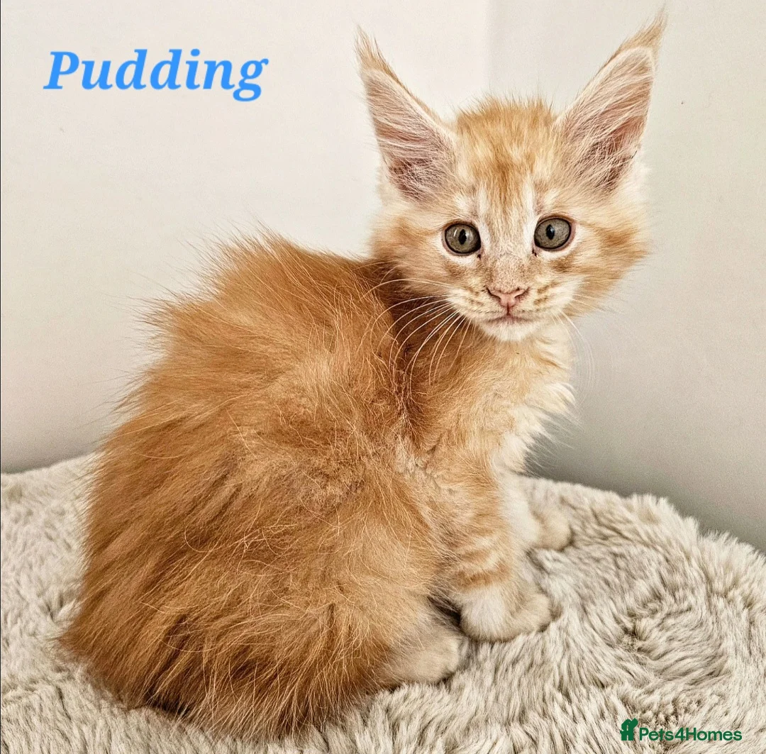 Maine Coon cats for sale: Stunning Maine Coon kittens  - Advert 2
