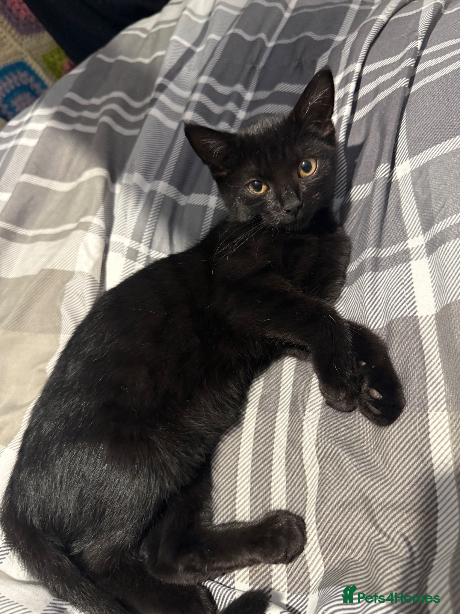 British Shorthair cats Beautiful girl - Advert 17