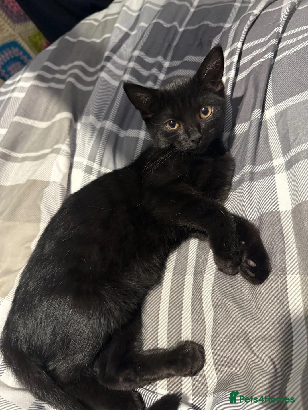 British Shorthair cats for sale: Beautiful girl in Felixstowe - Advert 1