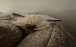 Ragdoll cats for sale: Pure Breed Ragdoll Kittens  - Advert 6