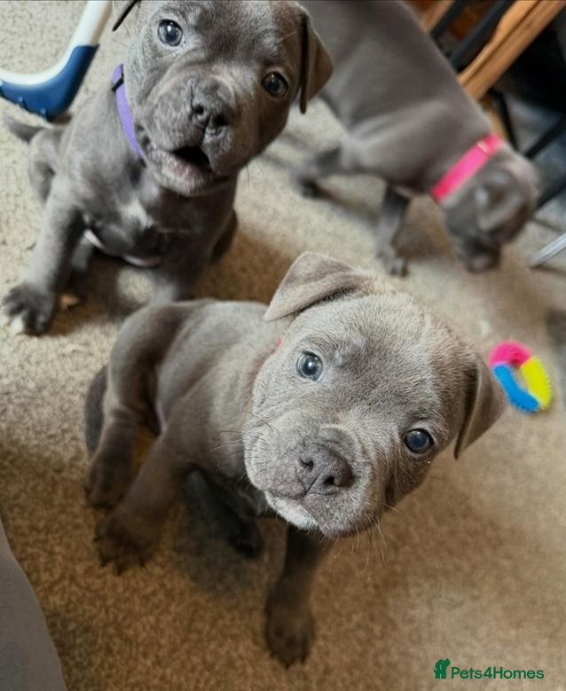 Staffordshire Bull Terrier dogs Beautiful Family-raised Blue Brindle Staffy Pups - Advert 2