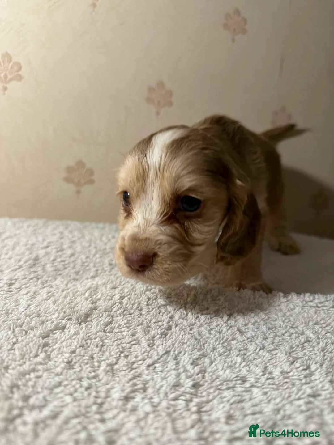 Cocker Spaniel dogs for sale: Cockerspaniel puppies in Ellesmere Port - Advert 2