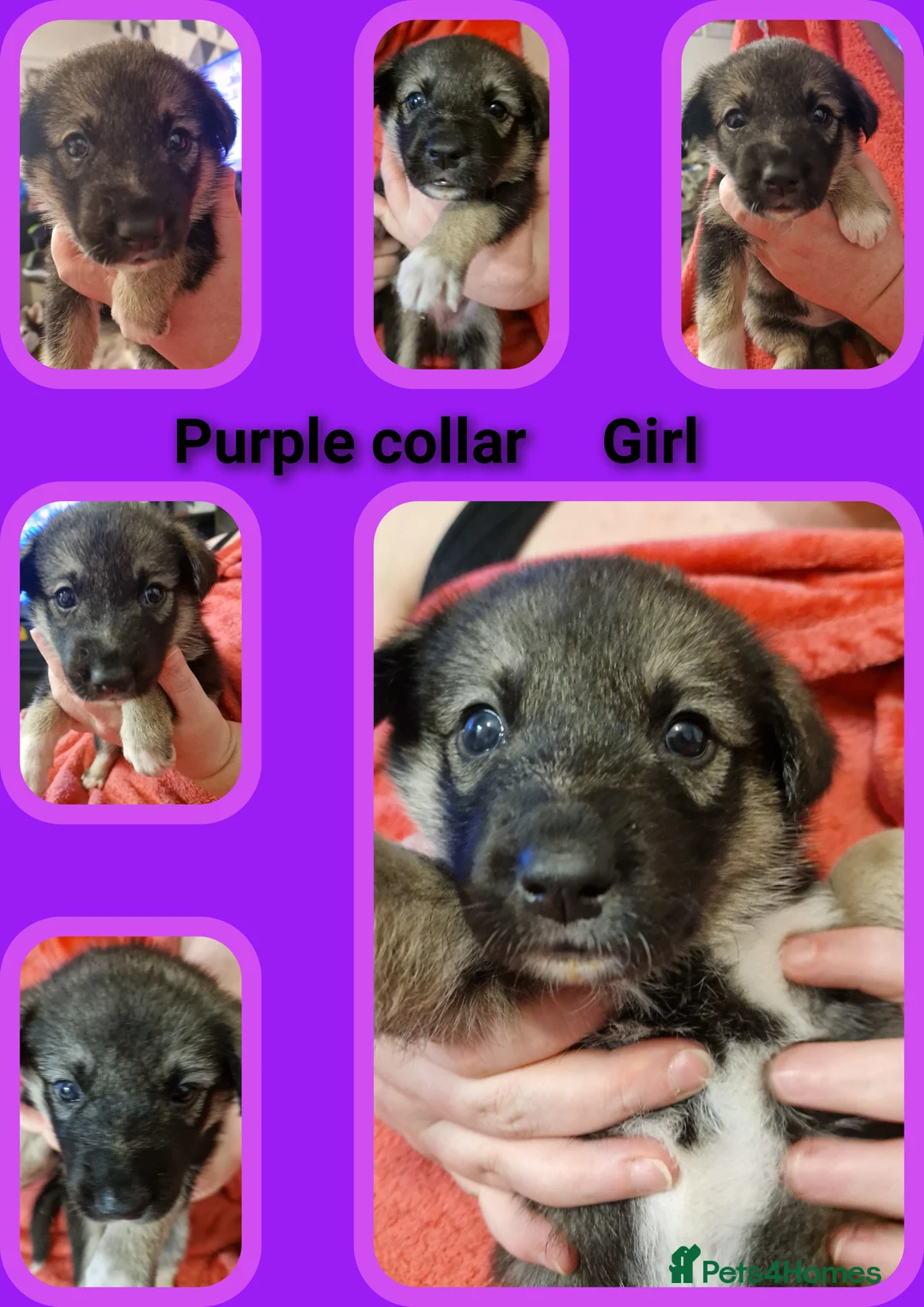 Mixed Breed dogs for sale: Stunning siberian husky cross coltriever pups  - Advert 6