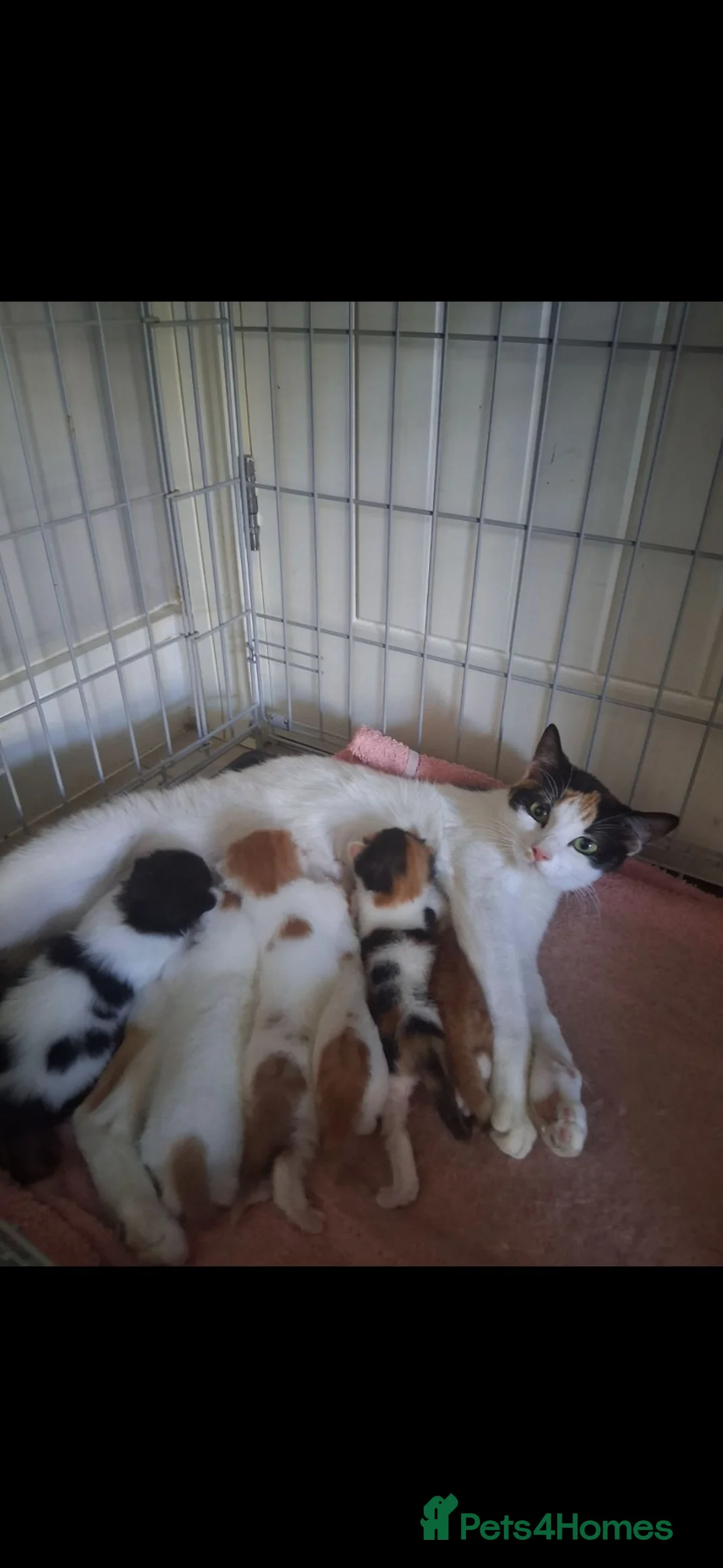 Mixed Breed cats for sale: Beautiful fluffy babies looking for forever homes  - Advert 8