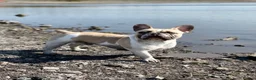 French Bulldog dogs for stud: French Bulldog Stud Bernie Brown - Advert 16