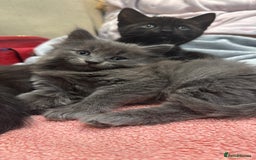 British Shorthair cats for sale: Beautiful kittens for sale - Image 2