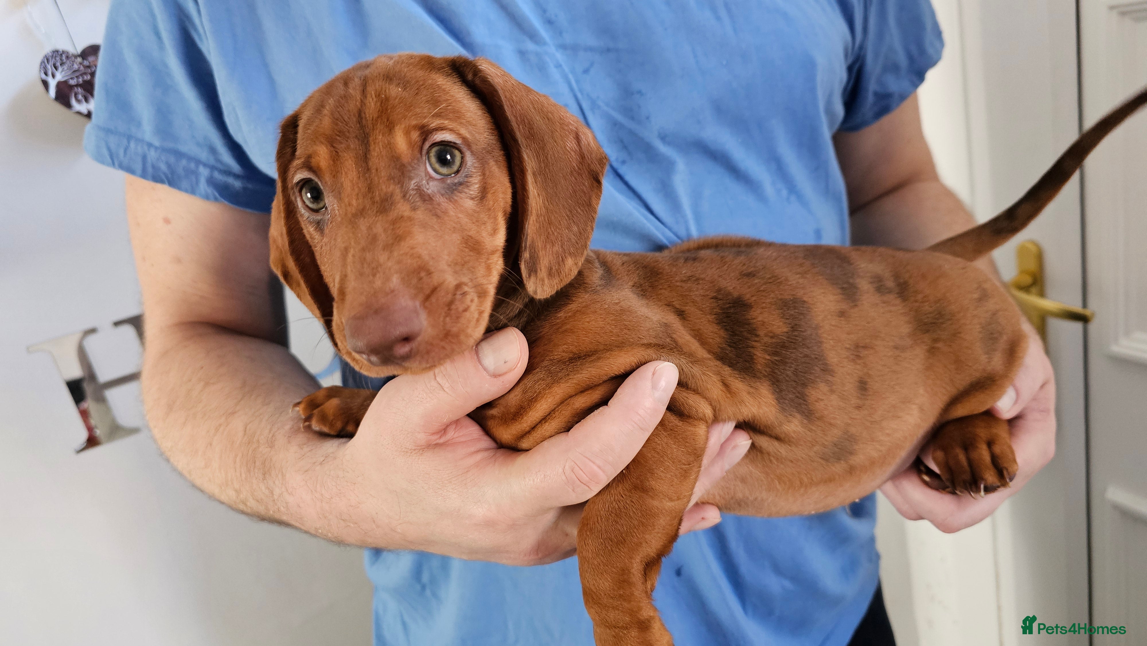 Dachshund dogs Ready Now !!!🐶 KC Standard Dachshund puppies! !!! - Advert 1