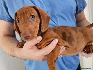 Dachshund dogs Ready Now !!!🐶 KC Standard Dachshund puppies! !!! - Advert 1