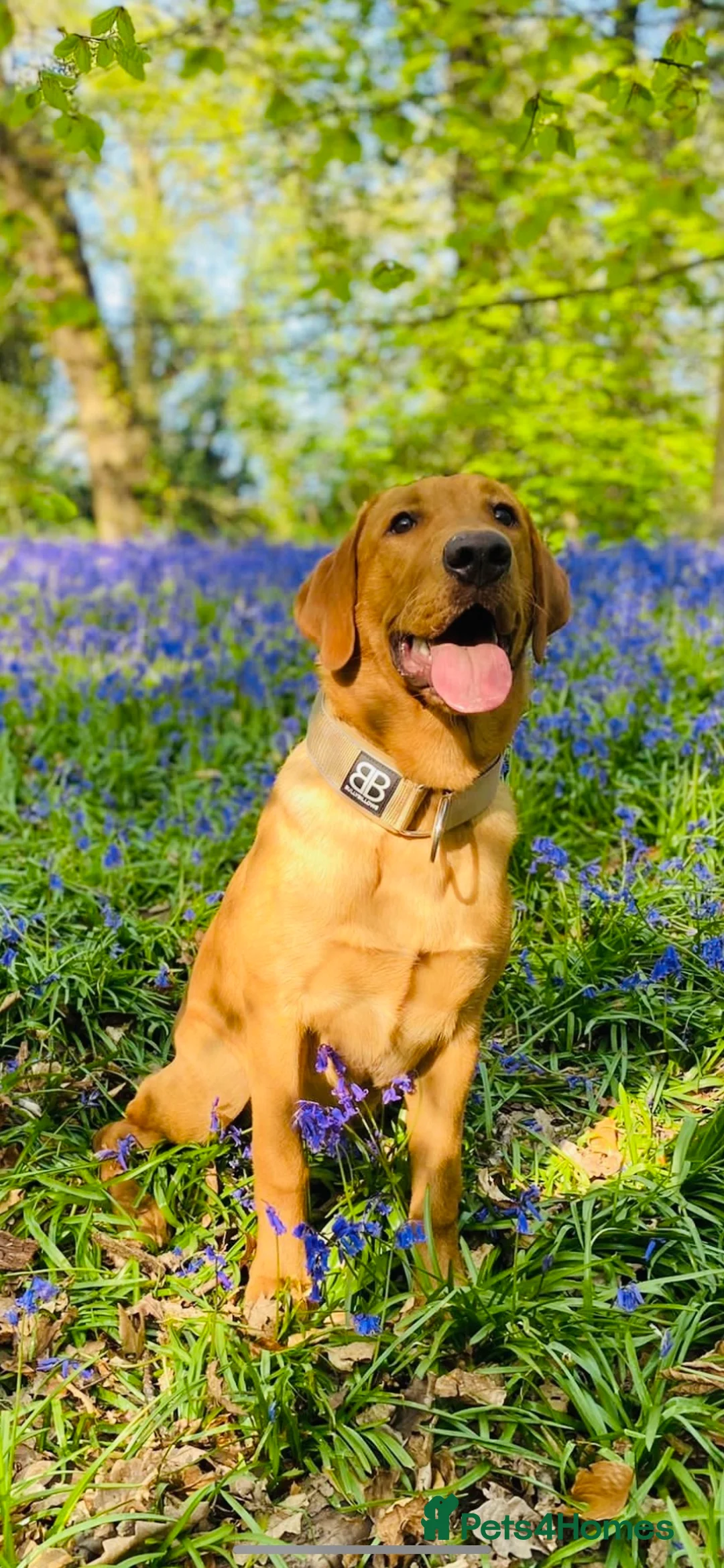 Labrador Retriever dogs for stud: Pedigree Health tested Fox Red Labrador for stud  in Wolverhampton - Advert 16