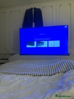 Exotic cats - Advert 2