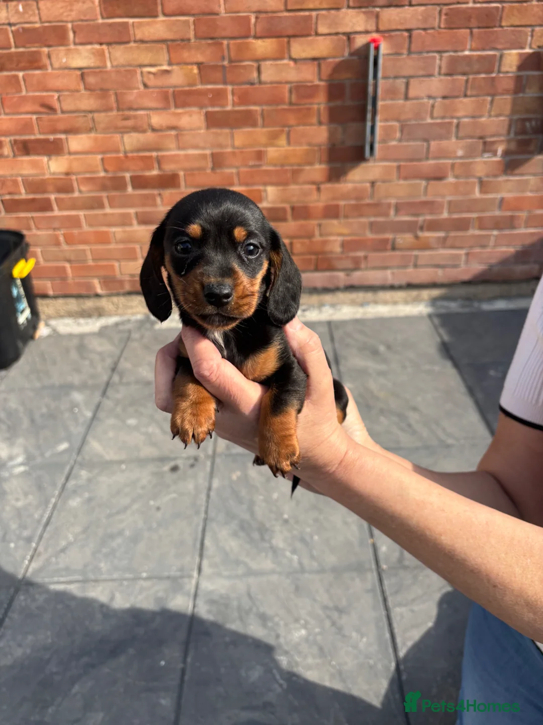 Dachshund dogs for sale: DACHSHUND puppies - Advert 16