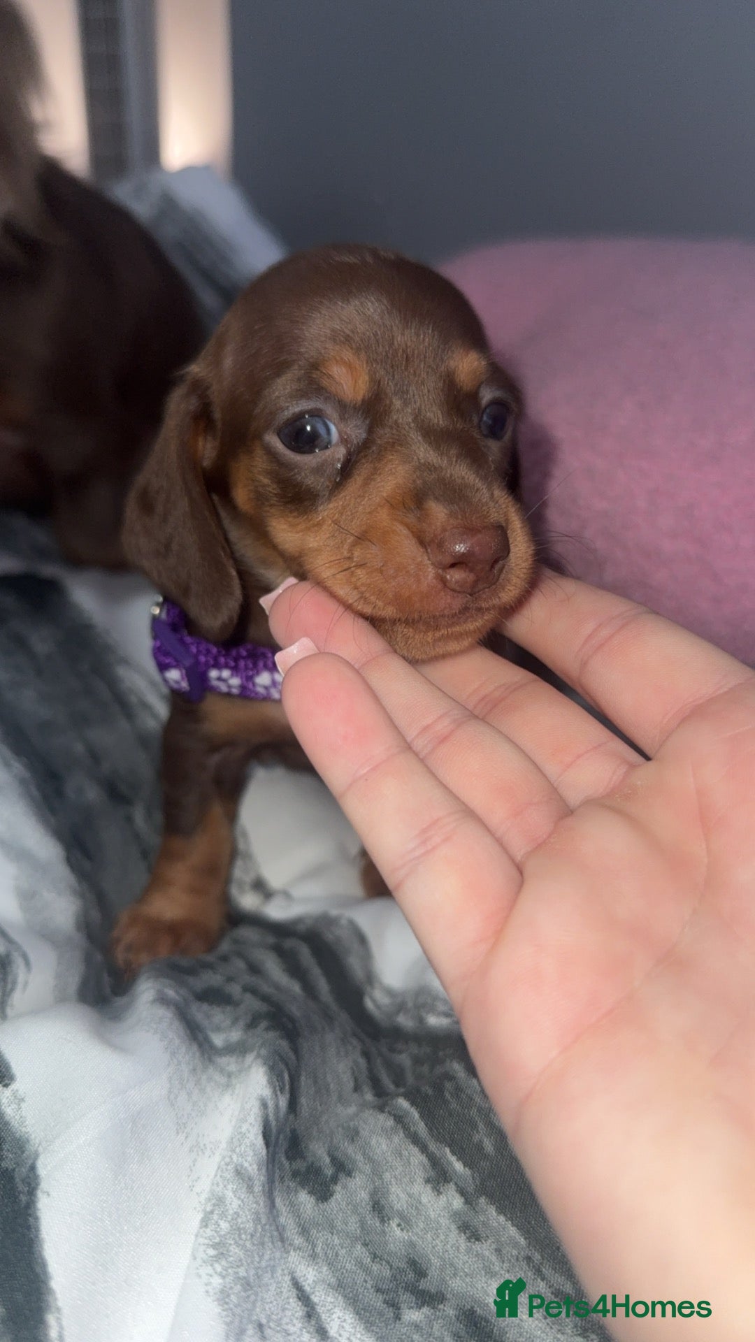 Miniature Dachshund dogs Miniature short-haired dachshunds (2 available) - Advert 5