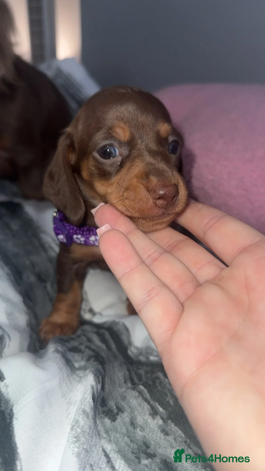 Miniature Dachshund dogs for sale: Miniature short-haired dachshunds (1 girl left) - Advert 1