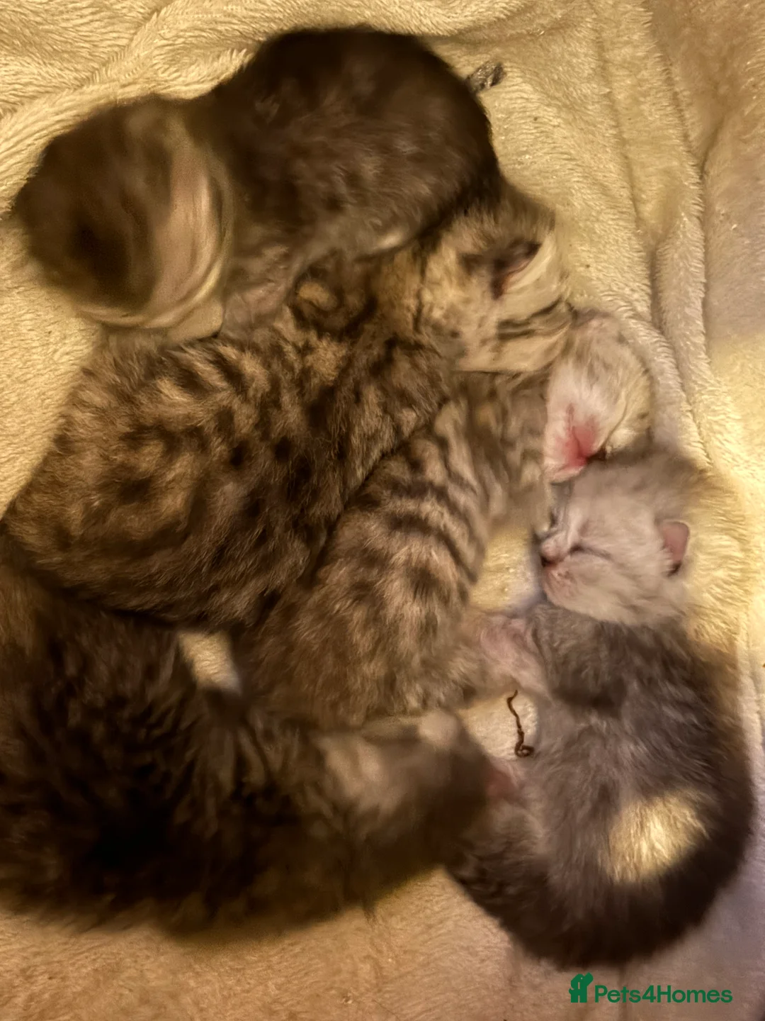 Persian cats for sale: Persian silver tabby - Advert 6