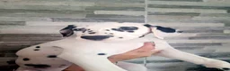 Dalmatian dogs for sale: Dalmatian pups - Advert 4