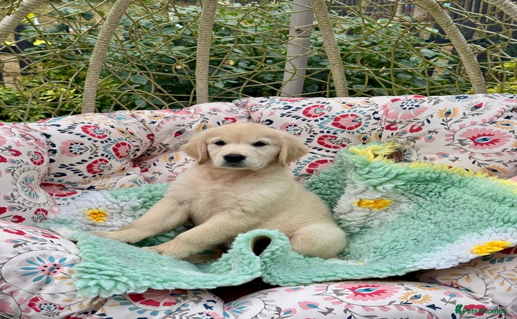 Golden Retriever dogs - Advert 1