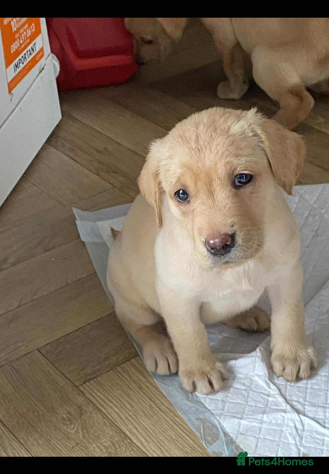 Labrador Retriever dogs for sale: KC registered Labrador puppies  - Image 4