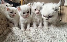 Ragdoll cats for sale: 5 Beautiful Ragdolls looking for a new home  - Image 2