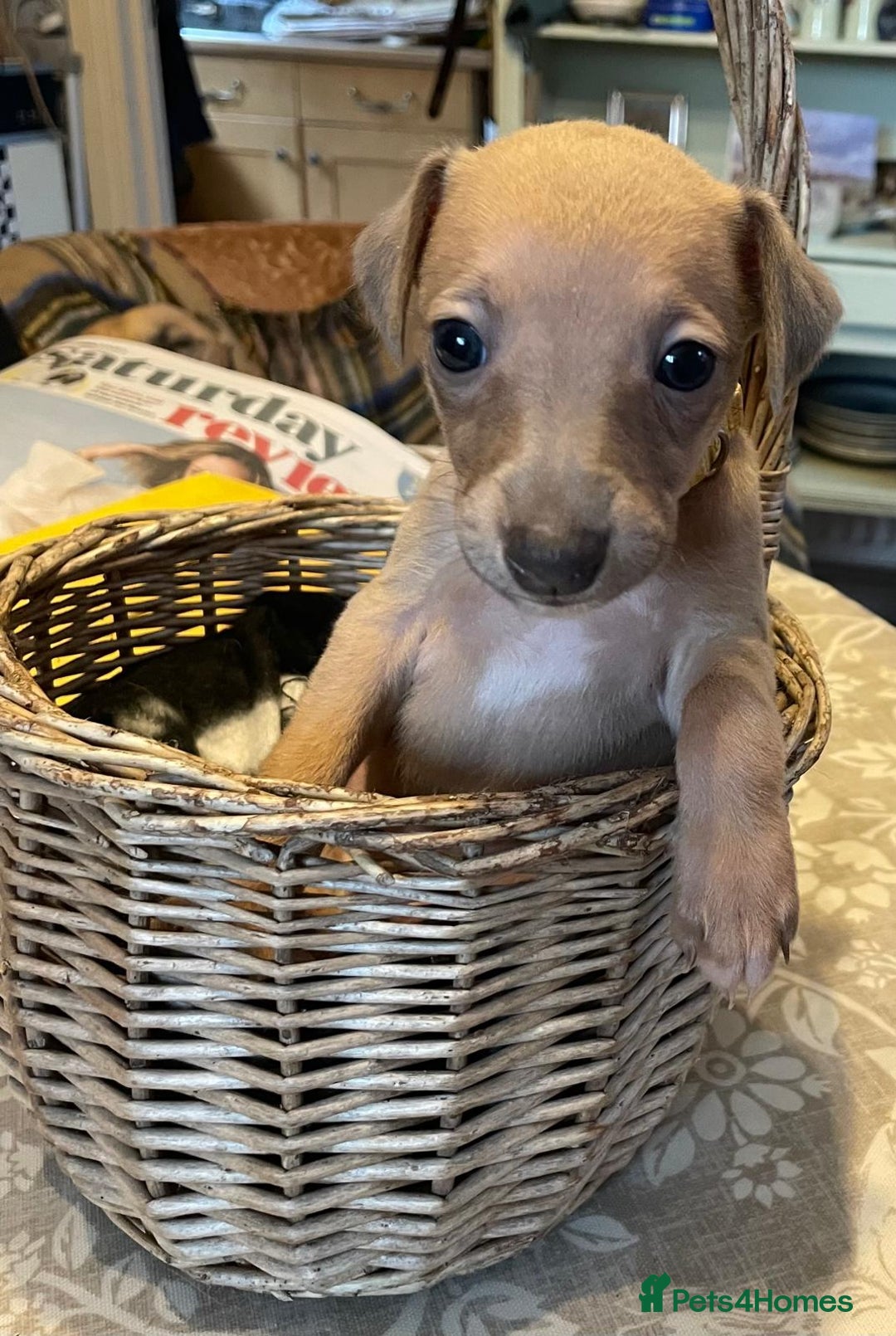 Whippet dogs for sale: Beautiful Whippet Puppies - 3 Boys & 2 Girls - Advert 11