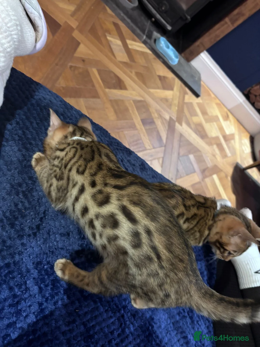 Bengal cats for sale: Pure bread Bengals - Advert 18
