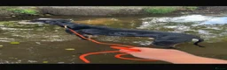 Lurcher dogs for sale: Beautiful lurcher puppies  in Ashford - Advert 9