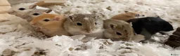 Gerbil rodents for sale: Baby gerbils  - Advert 2