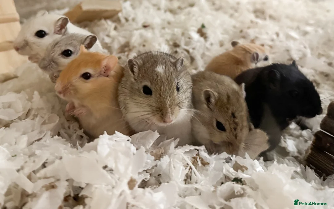Gerbil rodents for sale: Baby gerbils  - Advert 2