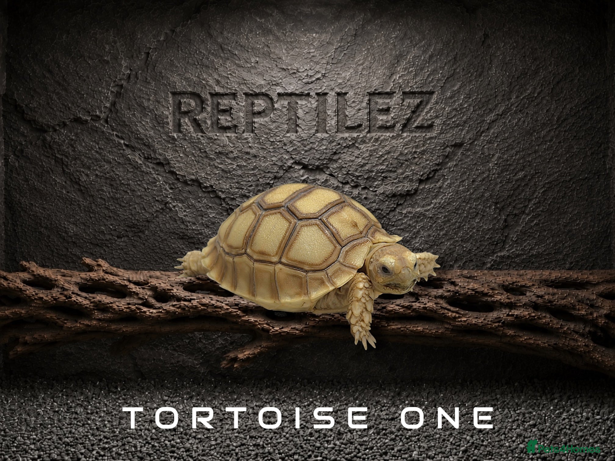 Tortoise reptiles TORTOISES - Advert 2