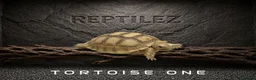 Tortoise reptiles for sale: TORTOISES - Advert 2