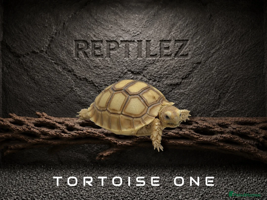 Tortoise reptiles for sale: TORTOISES - Advert 2