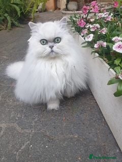Persian cats 💖Purr-fect Persian Kittens 💖 PEDIGREE - Advert 2