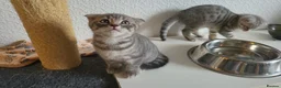 Scottish Fold cats for sale: Ready to rehome schottish fold kittens - Advert 6