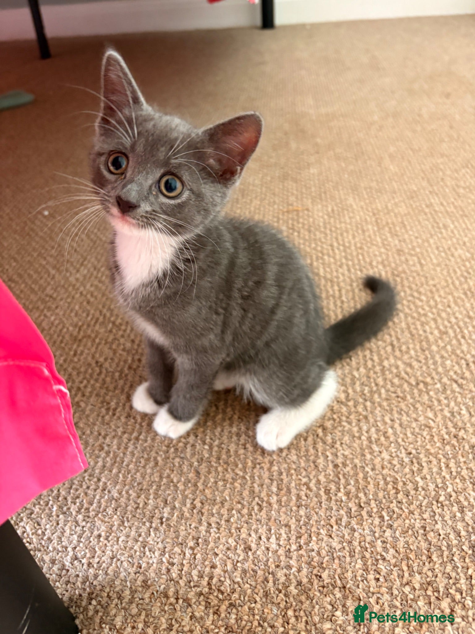 Mixed Breed cats Beautiful female grey and White kitten - Advert 1