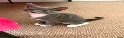 Mixed Breed cats for sale: Beautiful female grey and White kitten - Advert 1