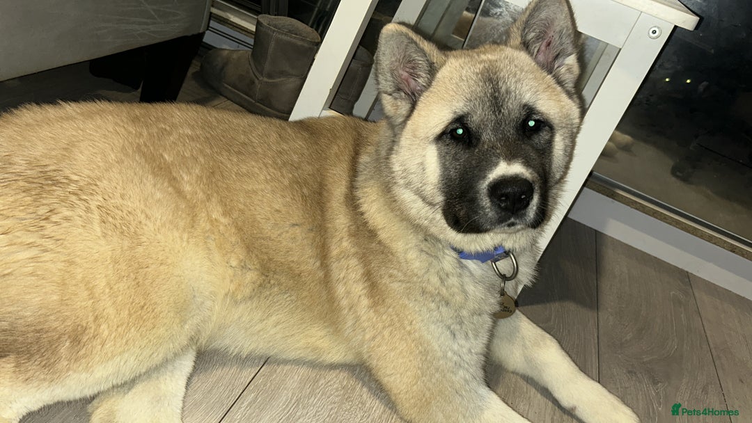 Mixed Breed dogs for sale: Half Japanese Half American Akita - Image 9