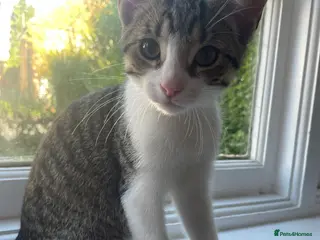 Mixed Breed cats Two beautiful boy kittens in Watford - Advert 1