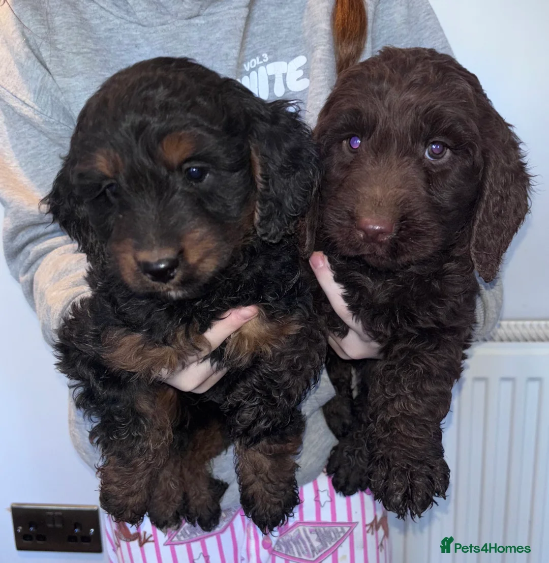 Cockapoo dogs for sale: Beautiful cockapoo pups  - Advert 2