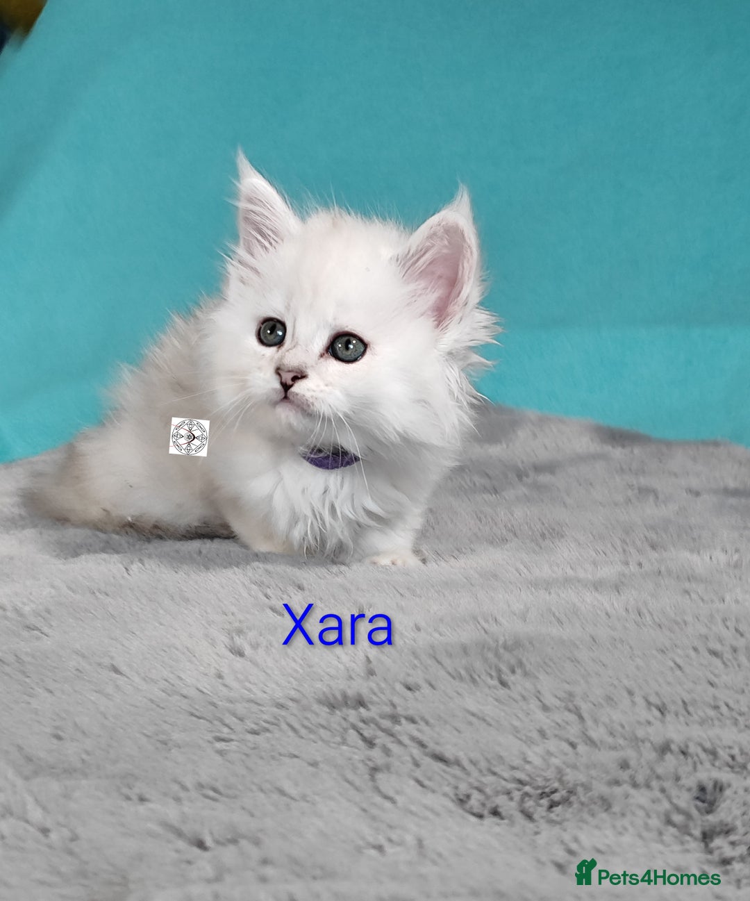 Maine Coon cats for sale: Unique beautiful kittens  - Advert 1