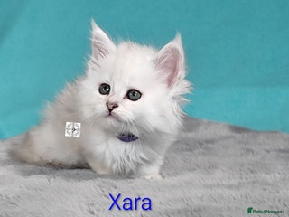 Maine Coon cats Unique beautiful kittens - Advert 3