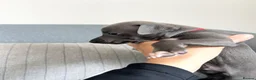 Italian Greyhound dogs for sale: Outstanding KC reg Italian greyhound puppies  - Advert 5