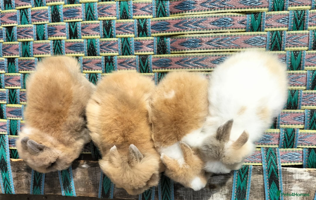 Lionhead rabbits for sale: Fluffy Pure Lionhead Baby Bunnies - Rare colours - Image 3
