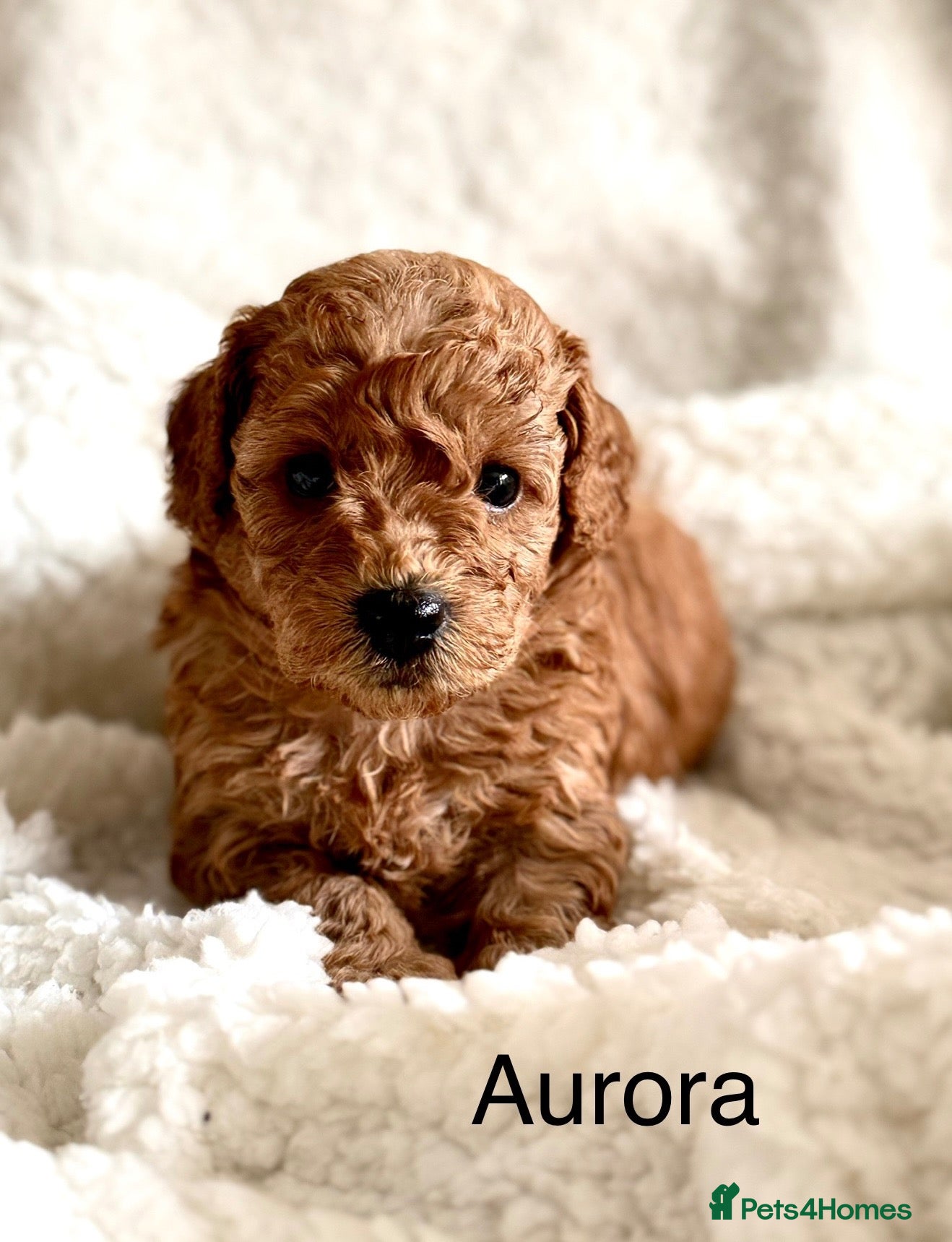 Toy Poodle dogs KC registered/5GEN Pedigree/Champion line/DNAclear - Advert 1