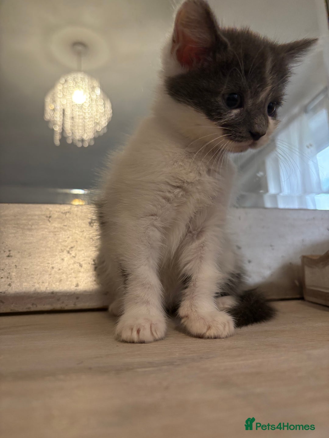 Russian Blue cats for sale: 2 blue and white long haired kittens  - Image 10