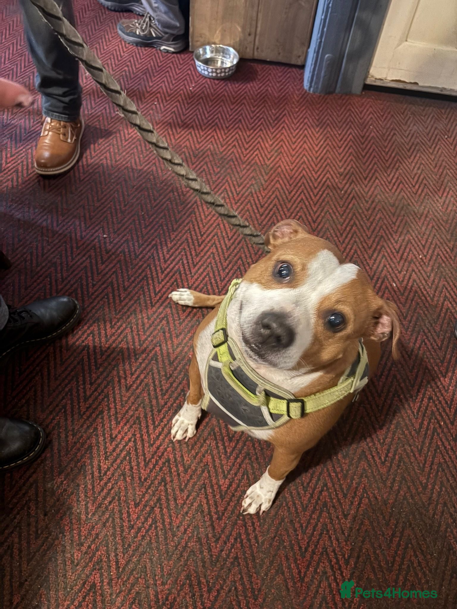 Staffordshire Bull Terrier dogs Jasmine - Advert 1