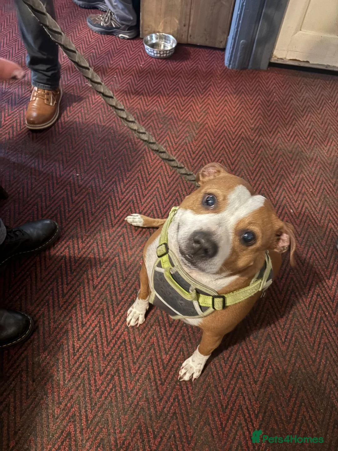 Staffordshire Bull Terrier dogs for sale: Jasmine in Ripley - Advert 1