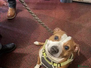 Staffordshire Bull Terrier dogs Jasmine - Advert 1