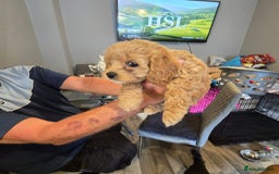 Cavapoo dogs for sale: TWO LITTLE FUR BABIES LEFT  - Image 25